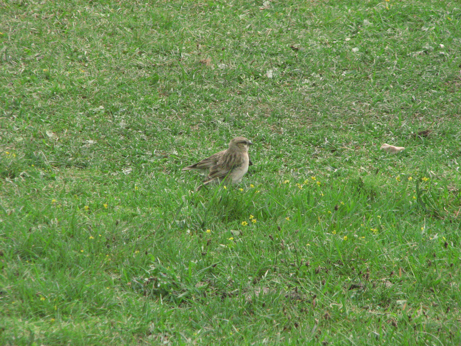 短趾百灵（亚洲）